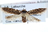  ( - CCDB-29004-C07)  @14 [ ] CreativeCommons - Attribution (2016) CBG Photography Group Centre for Biodiversity Genomics