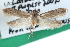  ( - CCDB-29004-C10)  @14 [ ] CreativeCommons - Attribution (2016) CBG Photography Group Centre for Biodiversity Genomics
