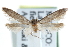  ( - CCDB-29004-C11)  @14 [ ] CreativeCommons - Attribution (2016) CBG Photography Group Centre for Biodiversity Genomics