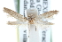  ( - CCDB-29004-D01)  @14 [ ] CreativeCommons - Attribution (2016) CBG Photography Group Centre for Biodiversity Genomics