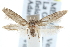  ( - CCDB-29004-D02)  @15 [ ] CreativeCommons - Attribution (2016) CBG Photography Group Centre for Biodiversity Genomics