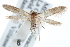  ( - CCDB-29004-D03)  @15 [ ] CreativeCommons - Attribution (2016) CBG Photography Group Centre for Biodiversity Genomics