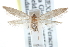  ( - CCDB-29004-D04)  @14 [ ] CreativeCommons - Attribution (2016) CBG Photography Group Centre for Biodiversity Genomics