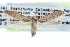  ( - CCDB-29004-D05)  @14 [ ] CreativeCommons - Attribution (2016) CBG Photography Group Centre for Biodiversity Genomics