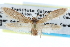  ( - CCDB-29004-D06)  @15 [ ] CreativeCommons - Attribution (2016) CBG Photography Group Centre for Biodiversity Genomics