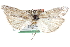 ( - CCDB-28995-A02)  @11 [ ] CreativeCommons - Attribution (2016) CBG Photography Group Centre for Biodiversity Genomics