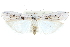  ( - CCDB-28995-A10)  @11 [ ] CreativeCommons - Attribution (2016) CBG Photography Group Centre for Biodiversity Genomics