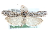  ( - CCDB-28995-A12)  @14 [ ] CreativeCommons - Attribution (2016) CBG Photography Group Centre for Biodiversity Genomics
