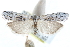  ( - CCDB-28995-B01)  @14 [ ] CreativeCommons - Attribution (2016) CBG Photography Group Centre for Biodiversity Genomics