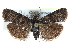  ( - CCDB-28995-B12)  @14 [ ] CreativeCommons - Attribution (2016) CBG Photography Group Centre for Biodiversity Genomics