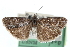  ( - CCDB-28995-C01)  @11 [ ] CreativeCommons - Attribution (2016) CBG Photography Group Centre for Biodiversity Genomics