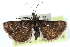  ( - CCDB-28995-C02)  @11 [ ] CreativeCommons - Attribution (2016) CBG Photography Group Centre for Biodiversity Genomics