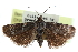  ( - CCDB-28995-C03)  @11 [ ] CreativeCommons - Attribution (2016) CBG Photography Group Centre for Biodiversity Genomics