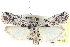  ( - CCDB-28995-D03)  @11 [ ] CreativeCommons - Attribution (2016) CBG Photography Group Centre for Biodiversity Genomics
