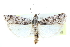  ( - CCDB-28995-D04)  @11 [ ] CreativeCommons - Attribution (2016) CBG Photography Group Centre for Biodiversity Genomics