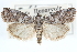  (Salebriaria ademptandella - CCDB-28995-E07)  @11 [ ] CreativeCommons - Attribution (2016) CBG Photography Group Centre for Biodiversity Genomics