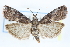  (Salebriaria borealis - CCDB-28995-F04)  @14 [ ] CreativeCommons - Attribution (2016) CBG Photography Group Centre for Biodiversity Genomics