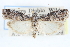  ( - CCDB-28995-F05)  @11 [ ] CreativeCommons - Attribution (2016) CBG Photography Group Centre for Biodiversity Genomics