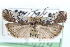  (Salebriaria squamopalpiella - CCDB-28995-F09)  @13 [ ] CreativeCommons - Attribution (2016) CBG Photography Group Centre for Biodiversity Genomics