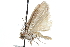  ( - CCDB-28995-H02)  @11 [ ] CreativeCommons - Attribution (2016) CBG Photography Group Centre for Biodiversity Genomics