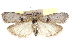  ( - CCDB-28995-H09)  @11 [ ] CreativeCommons - Attribution (2016) CBG Photography Group Centre for Biodiversity Genomics