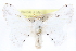  ( - CCDB-28560-B04)  @13 [ ] CreativeCommons - Attribution (2015) CBG Photography Group Centre for Biodiversity Genomics