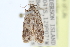  ( - CCDB-28560-E12)  @11 [ ] CreativeCommons - Attribution (2015) CBG Photography Group Centre for Biodiversity Genomics