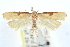  (Deoclona eriobotryae - CCDB-28560-H03)  @11 [ ] CreativeCommons - Attribution (2015) CBG Photography Group Centre for Biodiversity Genomics