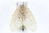  (Perina - CCDB-28560-H08)  @13 [ ] CreativeCommons - Attribution (2015) CBG Photography Group Centre for Biodiversity Genomics