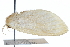  ( - CCDB-28560-H10)  @11 [ ] CreativeCommons - Attribution (2015) CBG Photography Group Centre for Biodiversity Genomics