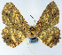  ( - BMNH(E) #0960288)  @11 [ ] CreativeCommons - Attribution Share-Alike (2018) Unspecified Smithsonian Institution National Museum of Natural History
