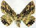  ( - BMNH(E) #0960289)  @11 [ ] CreativeCommons - Attribution Share-Alike (2018) Unspecified Smithsonian Institution National Museum of Natural History