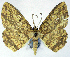  ( - BMNH(E) #0960290)  @11 [ ] CreativeCommons - Attribution Share-Alike (2018) Unspecified Smithsonian Institution National Museum of Natural History