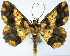  (Synegia albibasis - BMNH(E) #0960295)  @11 [ ] CreativeCommons - Attribution Share-Alike (2018) Unspecified Smithsonian Institution National Museum of Natural History