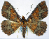  (Synegia albibasis plumbea - BMNH(E) #0960296)  @11 [ ] CreativeCommons - Attribution Share-Alike (2018) Unspecified Smithsonian Institution National Museum of Natural History