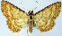  ( - BMNH(E) #0960299)  @11 [ ] CreativeCommons - Attribution Share-Alike (2018) Unspecified Smithsonian Institution National Museum of Natural History
