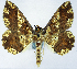  (Synegia clathrata - BMNH(E) #0960302)  @11 [ ] CreativeCommons - Attribution Share-Alike (2018) Unspecified Smithsonian Institution National Museum of Natural History