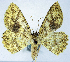  (Synegia decolorata - BMNH(E) #0960307)  @11 [ ] CreativeCommons - Attribution Share-Alike (2018) Unspecified Smithsonian Institution National Museum of Natural History