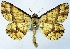  (Synegia echmatica - BMNH(E) #0960308)  @11 [ ] CreativeCommons - Attribution Share-Alike (2018) Unspecified Smithsonian Institution National Museum of Natural History