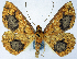  (Synegia fulvata - BMNH(E) #0960311)  @11 [ ] CreativeCommons - Attribution Share-Alike (2018) Unspecified Smithsonian Institution National Museum of Natural History