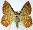  (Synegia fasciata - BMNH(E) #0960313)  @11 [ ] CreativeCommons - Attribution Share-Alike (2018) Unspecified Smithsonian Institution National Museum of Natural History