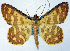  ( - BMNH(E) #0960314)  @11 [ ] CreativeCommons - Attribution Share-Alike (2018) Unspecified Smithsonian Institution National Museum of Natural History