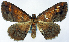  (Synegia liparampyx - BMNH(E) #0960317)  @11 [ ] CreativeCommons - Attribution Share-Alike (2018) Unspecified Smithsonian Institution National Museum of Natural History