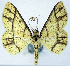  (Synegia lineata - BMNH(E) #0960319)  @14 [ ] CreativeCommons - Attribution Share-Alike (2018) Unspecified Smithsonian Institution National Museum of Natural History