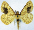  (Synegia nigrellata - BMNH(E) #0960323)  @11 [ ] CreativeCommons - Attribution Share-Alike (2018) Unspecified Smithsonian Institution National Museum of Natural History