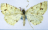  (Synegia polita - BMNH(E) #0960327)  @11 [ ] CreativeCommons - Attribution Share-Alike (2018) Unspecified Smithsonian Institution National Museum of Natural History