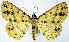  (Synegia polynesia - BMNH(E) #0960329)  @11 [ ] CreativeCommons - Attribution Share-Alike (2018) Unspecified Smithsonian Institution National Museum of Natural History