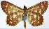  (Synegia sanguinata - BMNH(E) #0960330)  @11 [ ] CreativeCommons - Attribution Share-Alike (2018) Unspecified Smithsonian Institution National Museum of Natural History