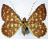  ( - BMNH(E) #0960331)  @11 [ ] CreativeCommons - Attribution Share-Alike (2018) Unspecified Smithsonian Institution National Museum of Natural History
