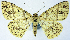  (Synegia sciagraphica - BMNH(E) #0960333)  @13 [ ] CreativeCommons - Attribution Share-Alike (2018) Unspecified Smithsonian Institution National Museum of Natural History
